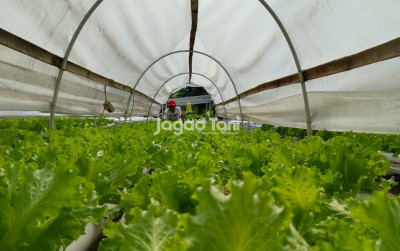 uploads/news/2026/03/waspadai-serangan-mata-kodok-396130a0634c2dd_400.jpeg