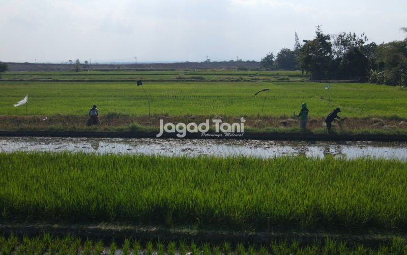 uploads/news/2026/04/-28-100-hektare-lahan-petanian-71375202426a737.jpg
