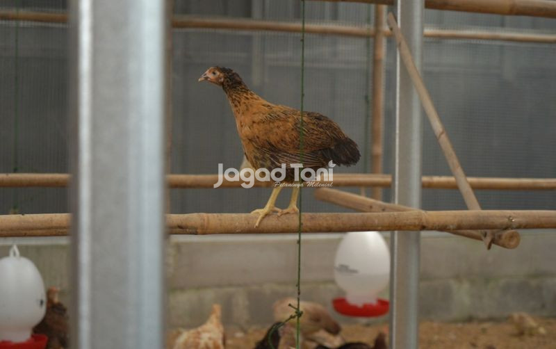 uploads/news/2026/04/ayam-baru-dibeli-lakukan-321753f1e95eff1.jpeg