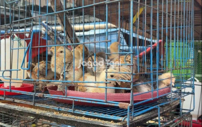 uploads/news/2026/04/ayam-brahma-porselen-unik--9997390051c710d_400.jpeg