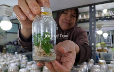 uploads/news/2026/04/bertani-dalam-botol-472314915910e1e_400.jpeg