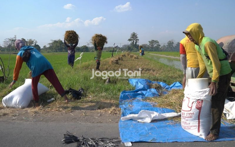 uploads/news/2026/04/biointensif-jadi-alternatif-petani-64062956e726201.jpg