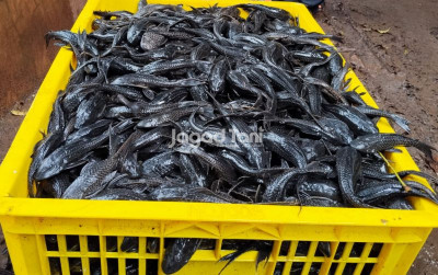 uploads/news/2026/04/cara-mengenali-siomay-yang-6117142d32a3f1f_400.jpeg