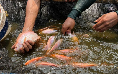 uploads/news/2026/04/dari-ketidaksengajaan-hara-farm-52062c6a6dd9694_400.jpeg