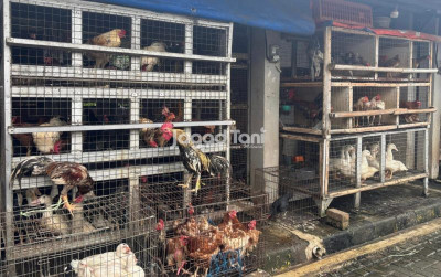 uploads/news/2026/04/harga-ayam-hidup-usai-65524b34d922603_400.jpg