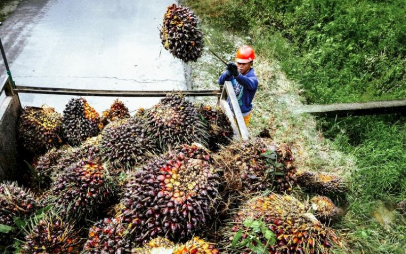 uploads/news/2026/04/harga-referensi-minyak-sawit-577141d3d82451d.jpg