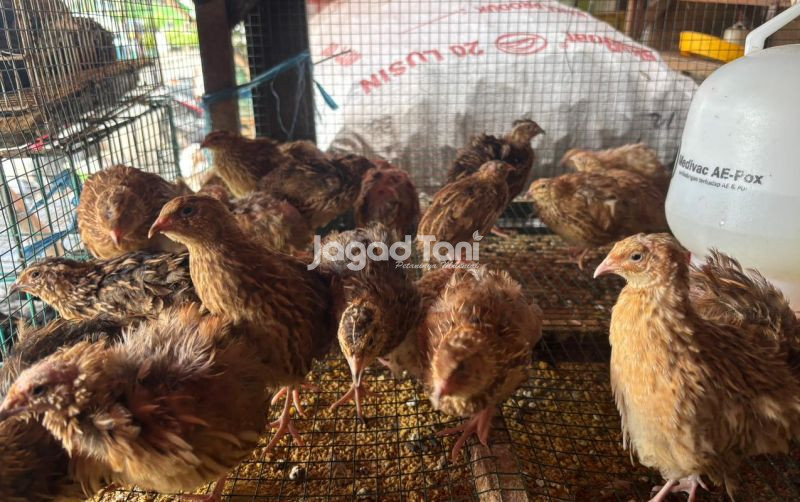 uploads/news/2026/04/harga-unggas-di-pasar-9946451d8335c00.jpeg