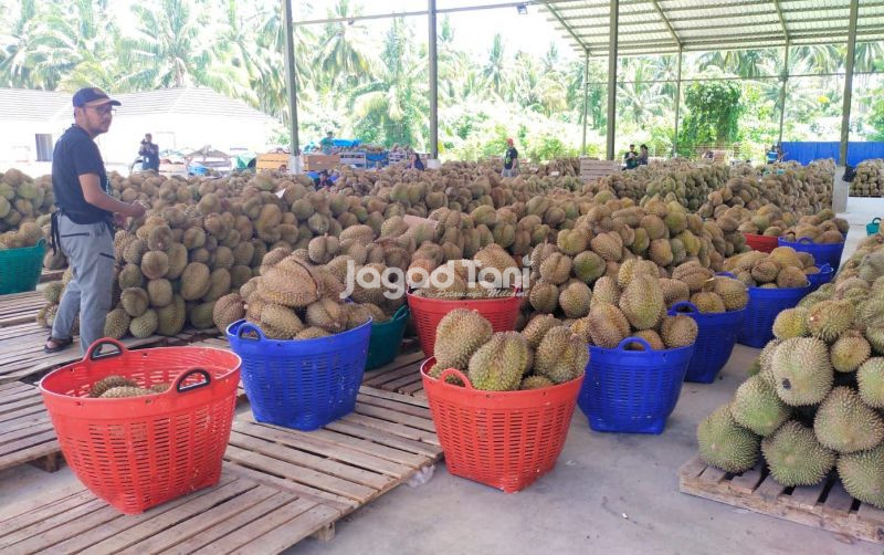 uploads/news/2026/04/indonesia-ekspor-459-ton-566682610b94d9a.jpg