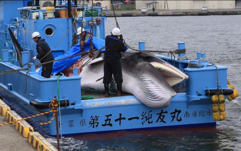 uploads/news/2026/04/industri-perikanan-jepang-terdampak-290244db30d23e2.jpeg