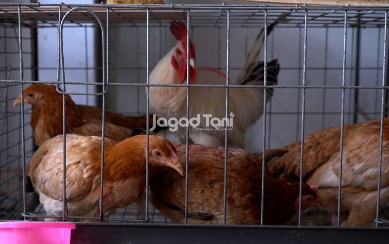 uploads/news/2026/04/inovasi-pakan-ayam-berbasis-459826f74707b1f.jpg