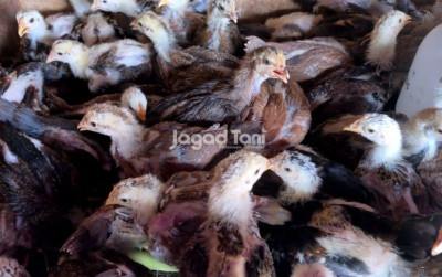 uploads/news/2026/04/inovasi-pakan-dongkrak-produktivitas-880525bcdf041ed_400.jpeg