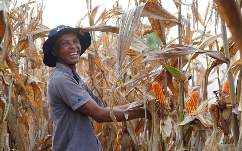 uploads/news/2026/04/inpres-terbit-petani-jagung-5058133b285691b.jpg