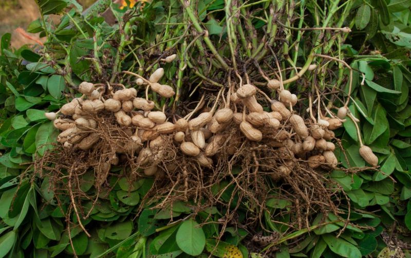 uploads/news/2026/04/kacang-tanah-buah-pir-masuk-443103b06ea378a.jpg