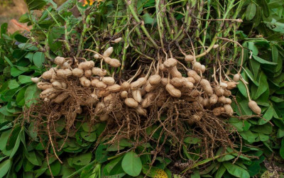 uploads/news/2026/04/kacang-tanah-buah-pir-masuk-443103b06ea378a_400.jpg
