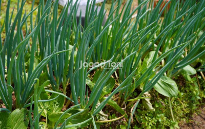 uploads/news/2026/04/keandalan-bertani-di-komoditas-945550e40fb4b5b_400.jpeg