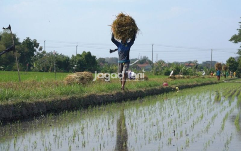 uploads/news/2026/04/kemarau-intai-sektor-pertanian--674094d3a2332f6.jpg