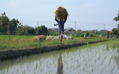 uploads/news/2026/04/kemarau-intai-sektor-pertanian--674094d3a2332f6_400.jpg