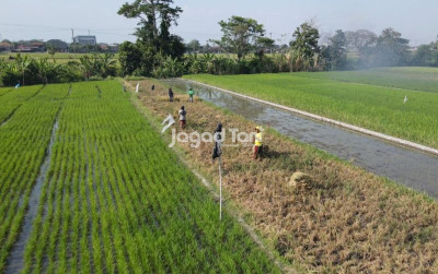 uploads/news/2026/04/menyelamatkan-tanaman-berumur-35-55-536289aa877330f_400.jpeg