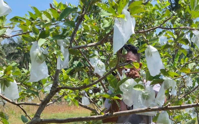uploads/news/2026/04/panen-jagung-jambu-kristal-bertani-67093d2563ada1a.jpg