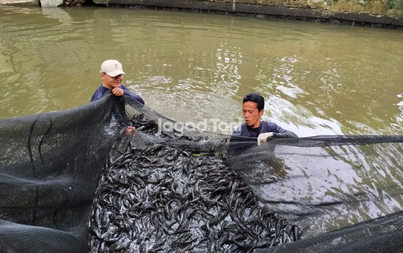 uploads/news/2026/04/penangkapan-sapu-sapu-saja-belum-926056fe7870b52.jpg