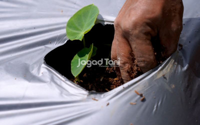 uploads/news/2026/04/perawatan-tanaman-tales-satoimo-45137112e5ae354_400.jpeg