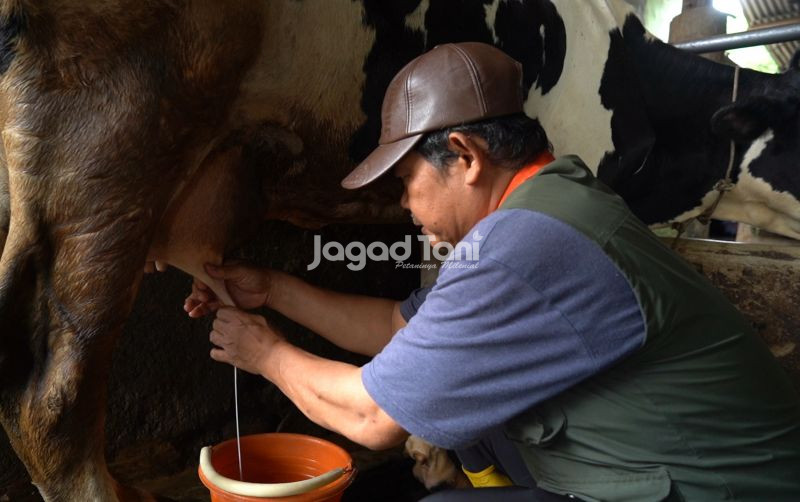 uploads/news/2026/04/sapi-perah-organik-indonesia-denmark-17104f9ae702b1a.jpg