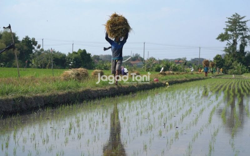 uploads/news/2026/04/sawah-bersholawat-ketika-spiritualitas-683257263c248f8.jpeg