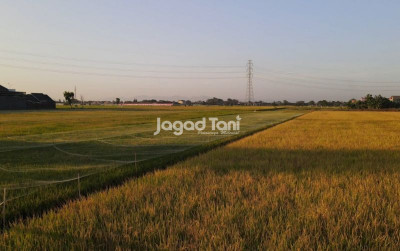 uploads/news/2026/04/transformasi-pertanian-sumedang-demplot-695307a46c90b9c_400.jpg