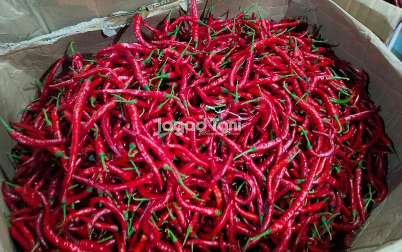 uploads/news/2026/04/tren-harga-cabai-dan-9255998147dd586.jpg