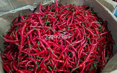 uploads/news/2026/04/tren-harga-cabai-dan-9255998147dd586_400.jpg