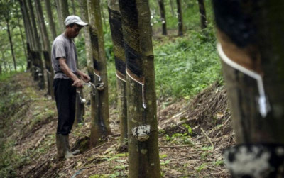 uploads/news/2026/05/adaptasi-aturan-anti-deforestasi-eropa--68145a5e179691a_400.jpg