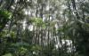uploads/news/2026/05/alih-fungsi-hutan-produksi-83986c37bb29dce_100.jpeg