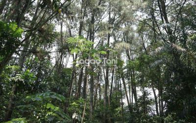 uploads/news/2026/05/alih-fungsi-hutan-produksi-83986c37bb29dce_400.jpeg