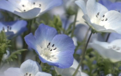 uploads/news/2026/05/bunga-nemophila-bermekaran-penuh--13761d491ac6c12_400.jpg