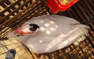 uploads/news/2026/05/entok-tronton-entok-jumbo-93298d0baa9b2b5_400.jpeg