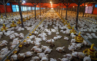 uploads/news/2026/05/harga-ayam-terjun-bebas--68962f761a2c337_400.jpg