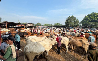 uploads/news/2026/05/harga-sapi-pasar-jonggol-3512794fe4ba2c5_400.jpeg