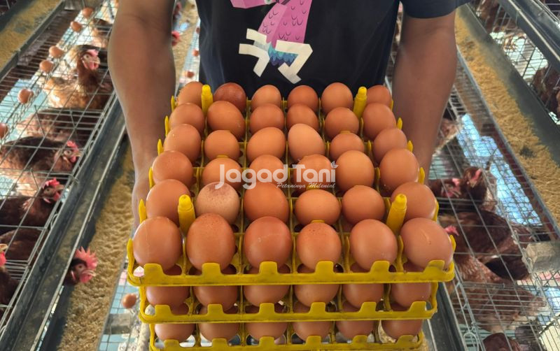 uploads/news/2026/05/hilirisasi-telur-didorong-jaga-79016e06f2088eb.jpeg