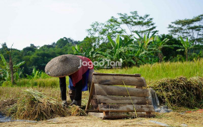 uploads/news/2026/05/jaga-kedaulatan-pangan-lahan-52881f80b26eb13_400.jpeg
