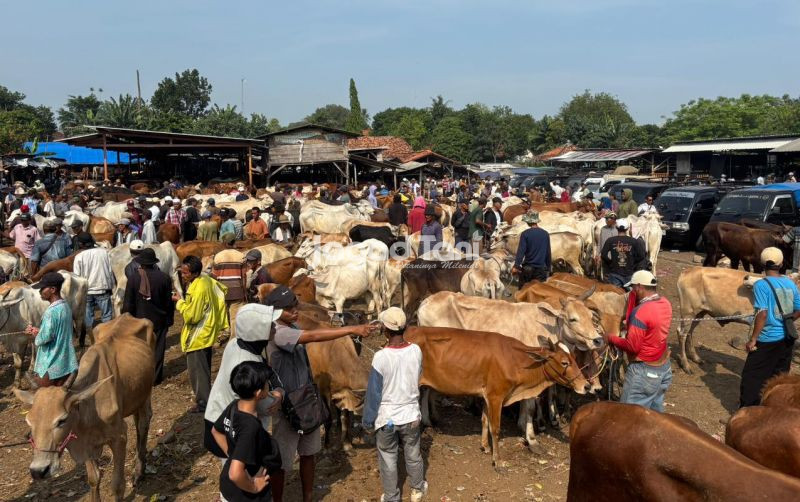 uploads/news/2026/05/jelang-iduladha-582-ternak-615398c964390c6.jpeg