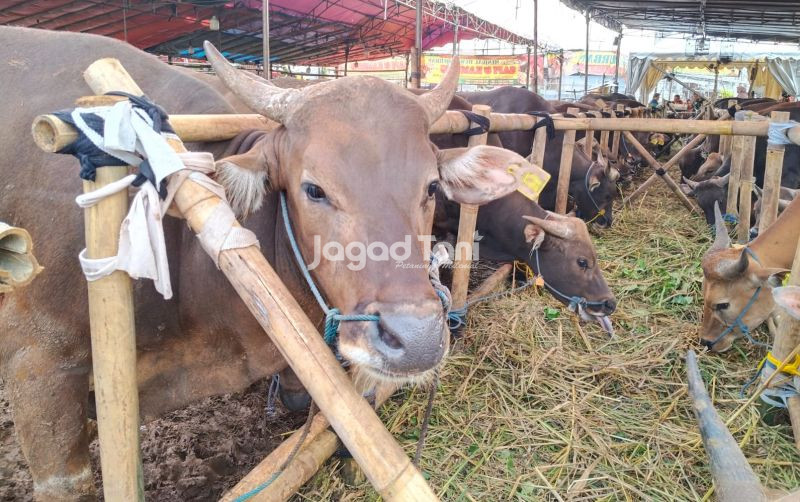 uploads/news/2026/05/jelang-iduladha-sapi-dijual-169415605e7638f.jpeg