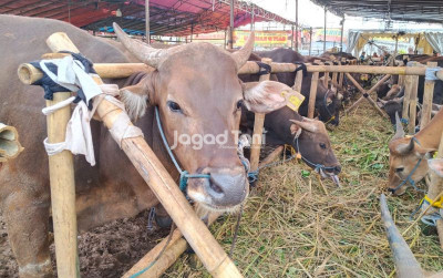 uploads/news/2026/05/jelang-iduladha-sapi-dijual-169415605e7638f_400.jpeg