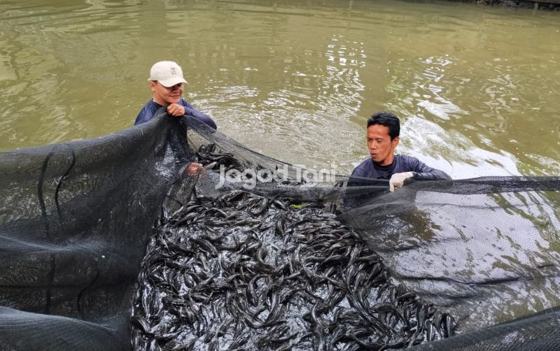 uploads/news/2026/05/keberadaan-ikan-sapu-sapu-kabupaten-66642384da08ff9.jpg