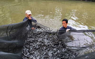 uploads/news/2026/05/keberadaan-ikan-sapu-sapu-kabupaten-66642384da08ff9_400.jpg