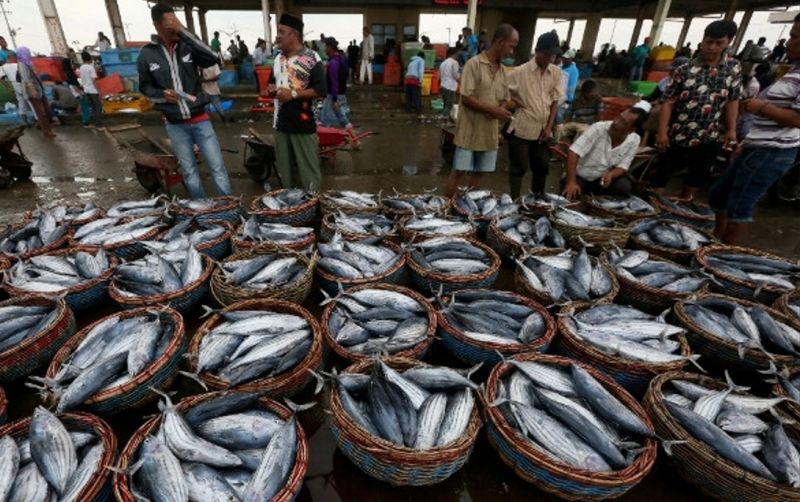 uploads/news/2026/05/kerapu-senilai-rp12miliar-kembali-69893d44c827730.png