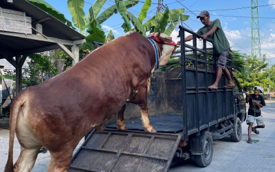uploads/news/2026/05/kisah-irwan-pemilik-sapi-50697adf355ed62_400.jpg
