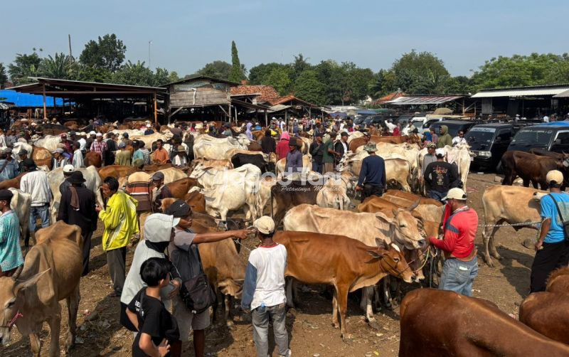 uploads/news/2026/05/libur-iduladha-lalu-lintas-ternak-820248c964390c6.jpeg