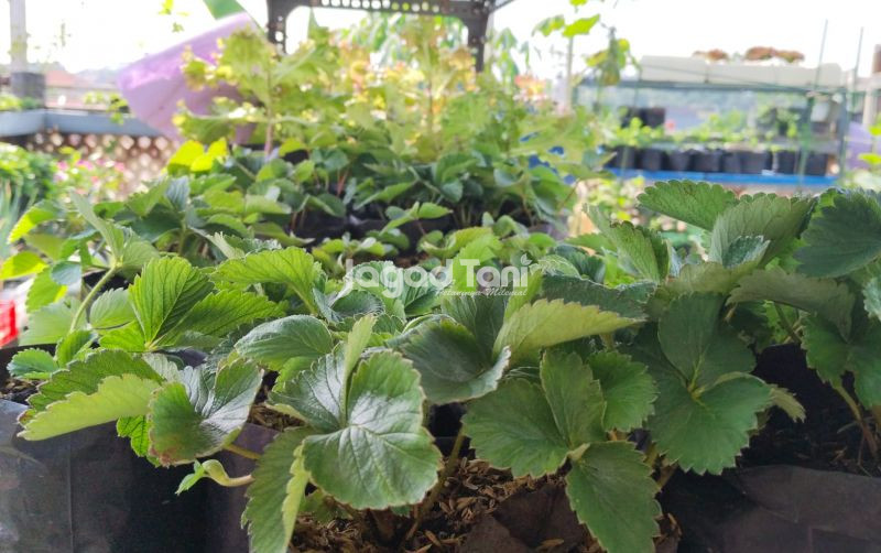 uploads/news/2026/05/memanfaatkan-limbah-rumah-tangga-97519482d3a6c08.jpeg