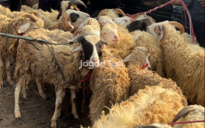 uploads/news/2026/05/modal-rp1-5-juta-sudah-46386353bd77c7a_400.jpeg