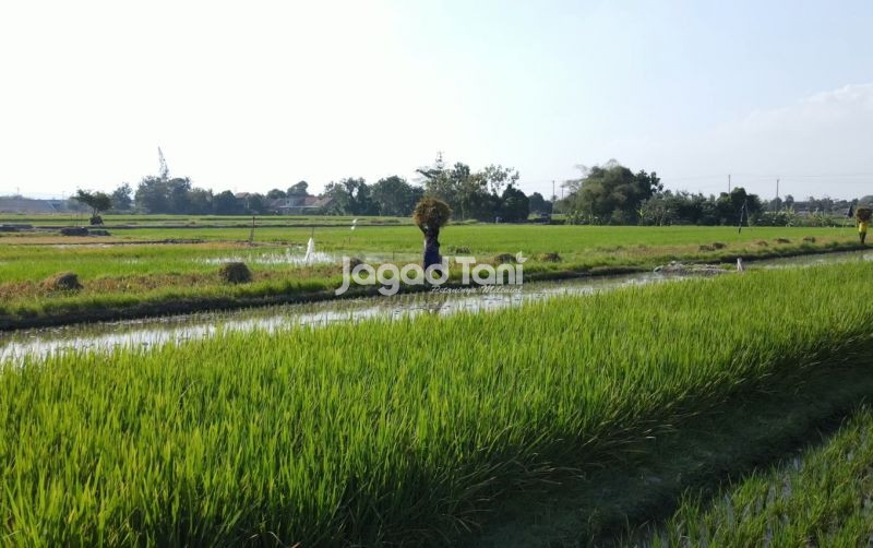 uploads/news/2026/05/optimasi-lahan-tanam-serentak-246359a85142ecc.jpg